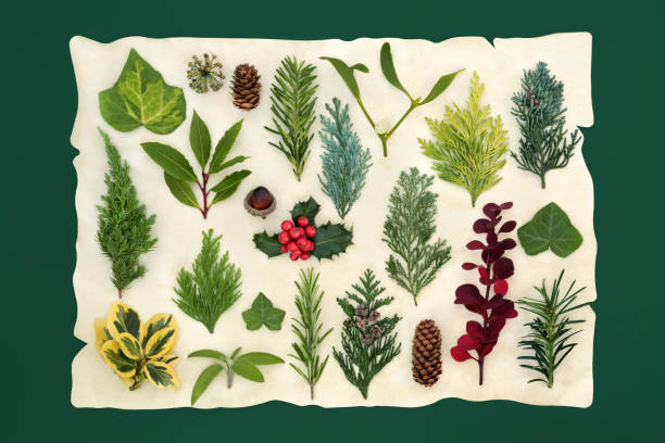 Large European natural winter greenery collection with holly &amp; a variety of seasonal flora &amp; fauna on old parchment paper on green background. Composition for the solstice, Christmas &amp; New year.