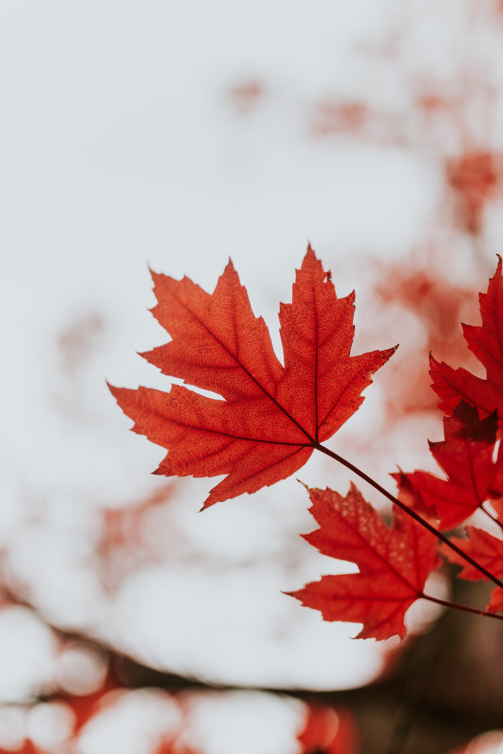 leaf.cole-keister-rydTSO7xB5A-unsplash